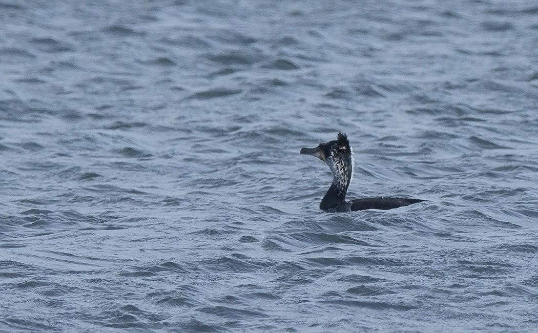 European Shag