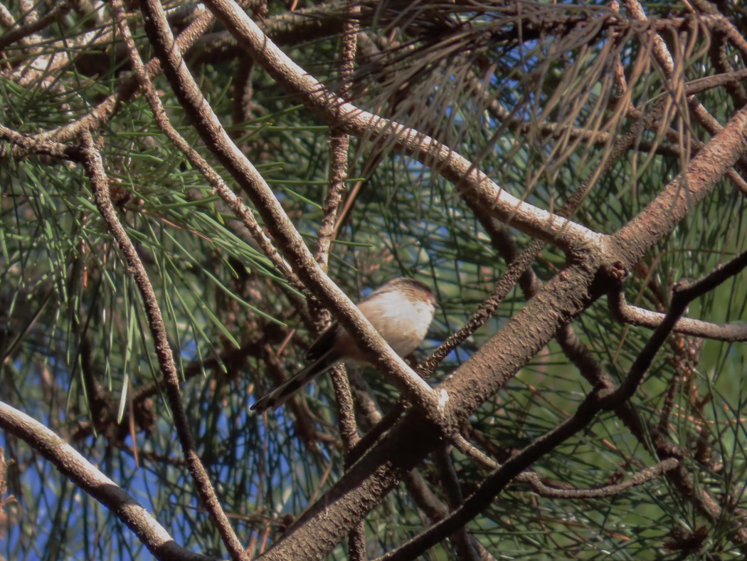 Long-tailed Tit