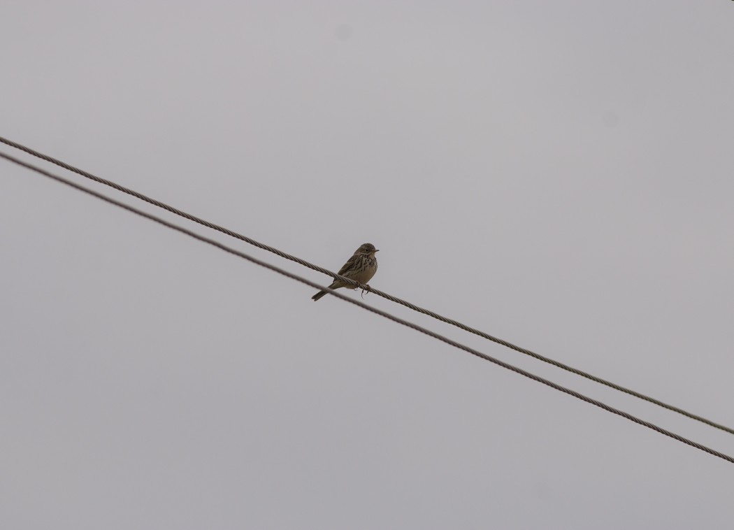 Meadow Pipit
