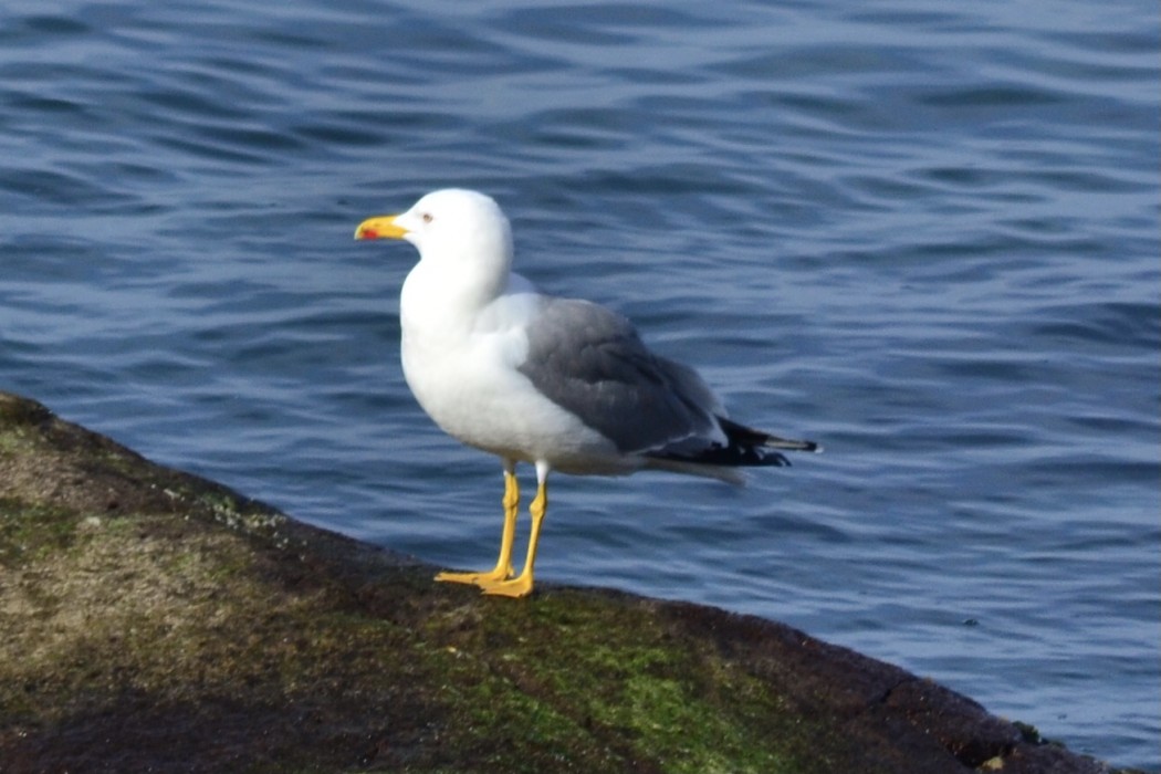 Yellow-legged Gull