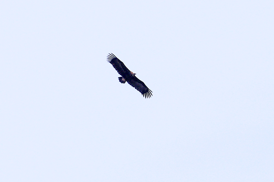 Cinereous Vulture