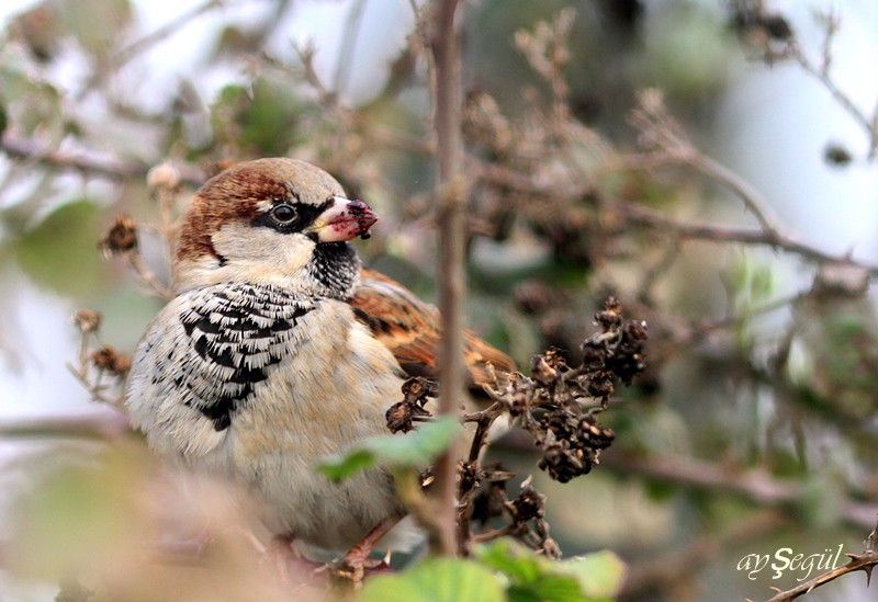House Sparrow