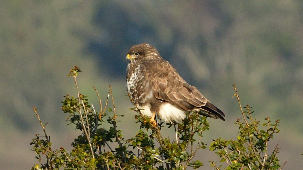 Common Buzzard