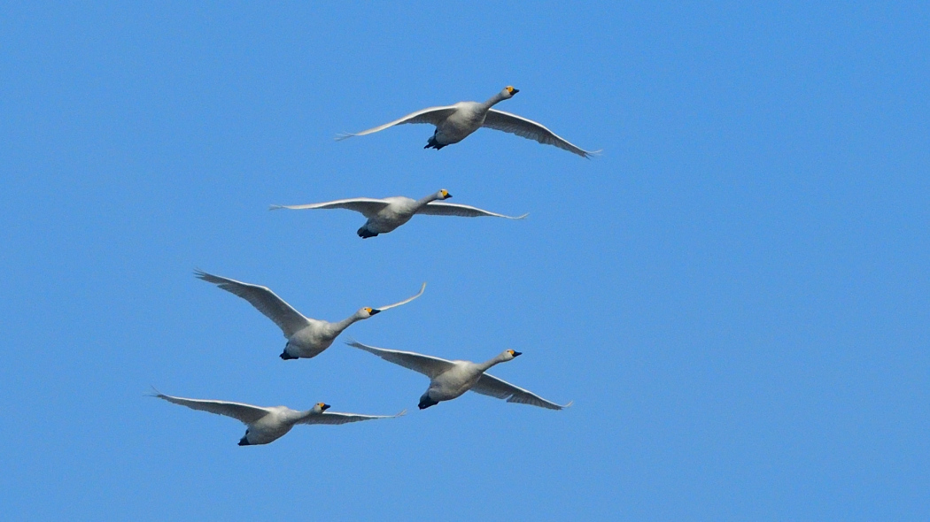 Tundra Swan