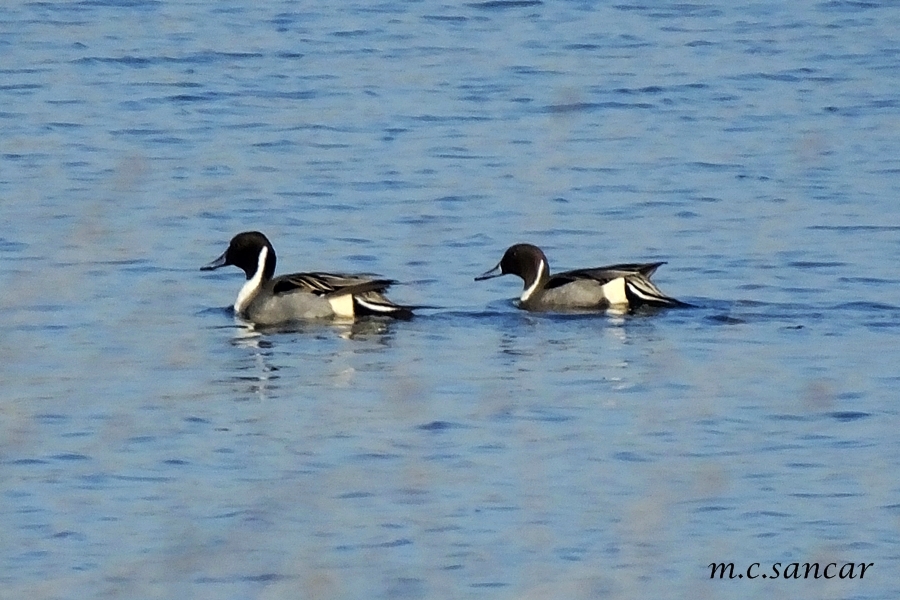 Northern Pintail