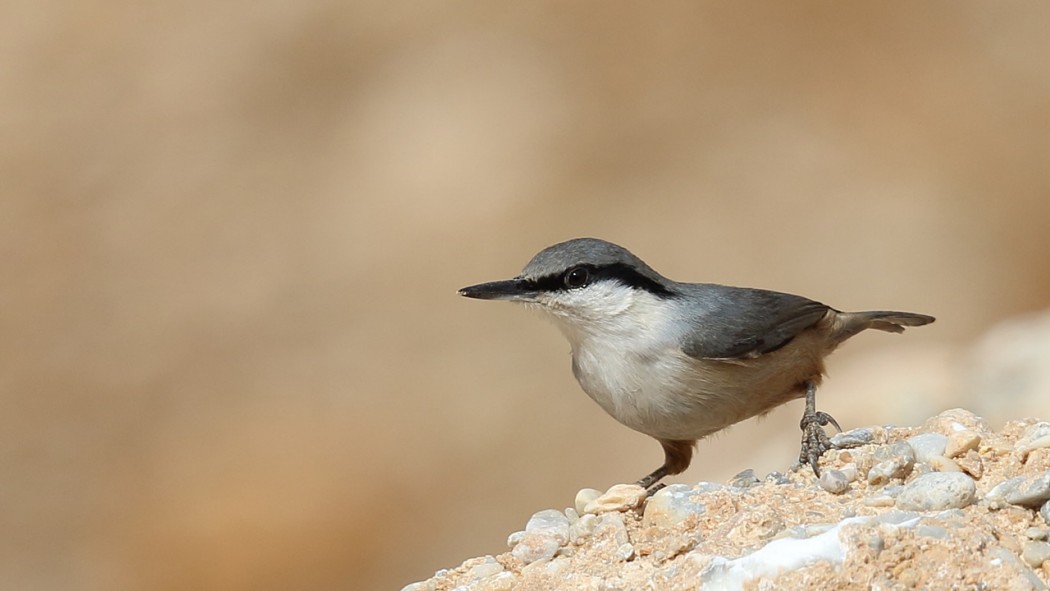 Western Rock Nuthatch