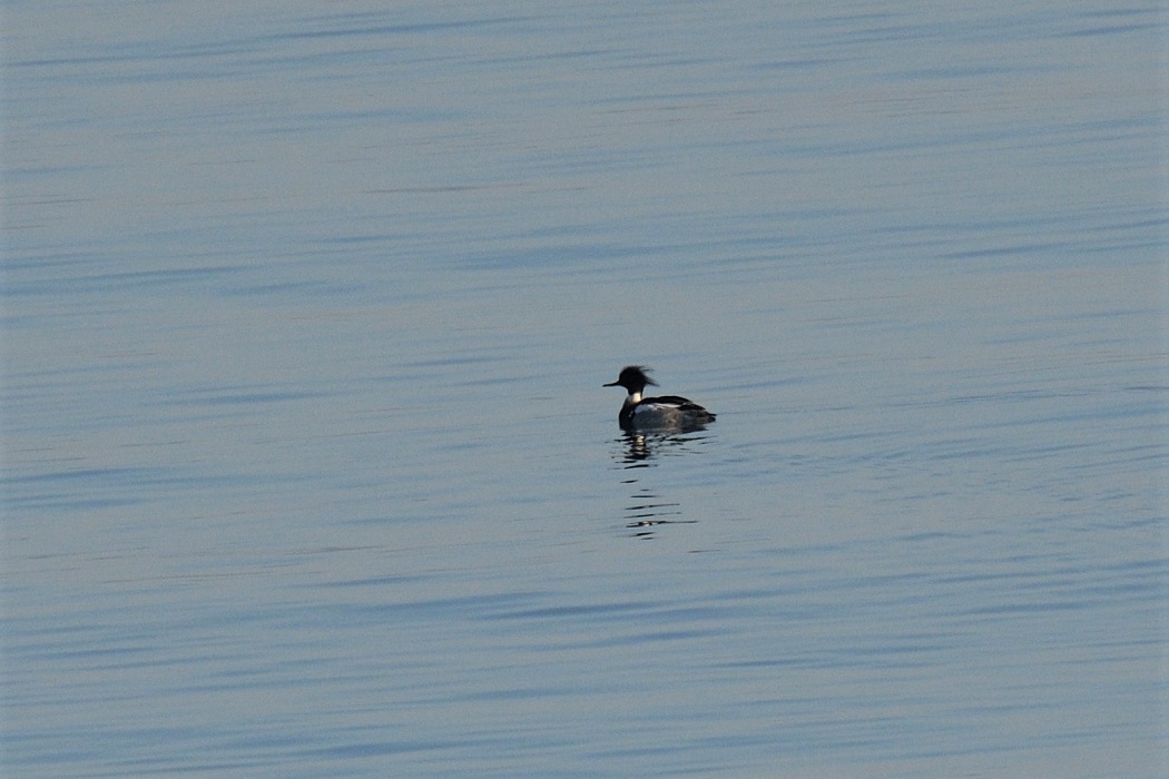 Red-breasted Merganser