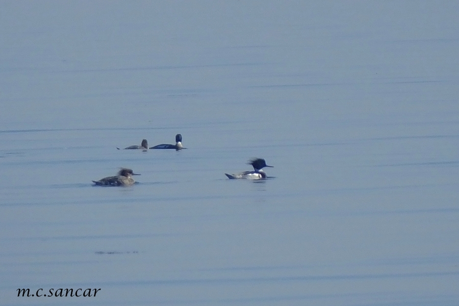 Red-breasted Merganser