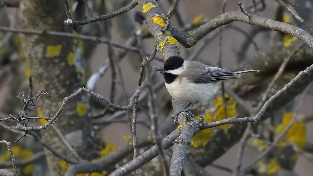Sombre Tit