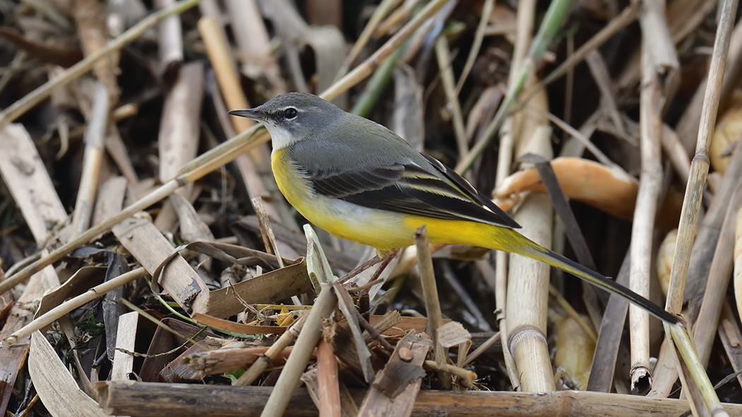 Grey Wagtail