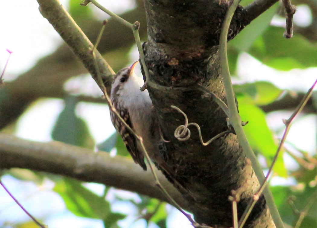 Eurasian Treecreeper