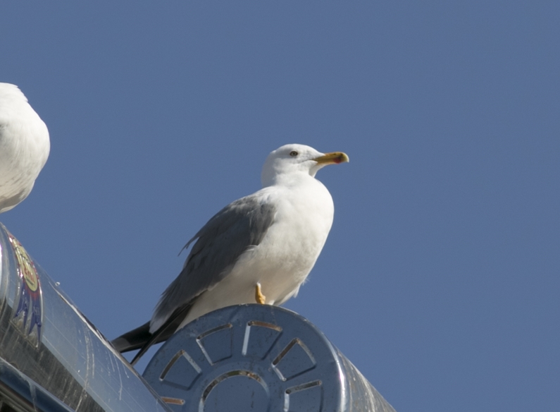 Yellow-legged Gull
