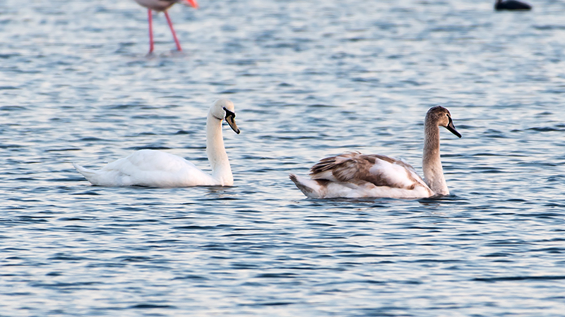 Mute Swan