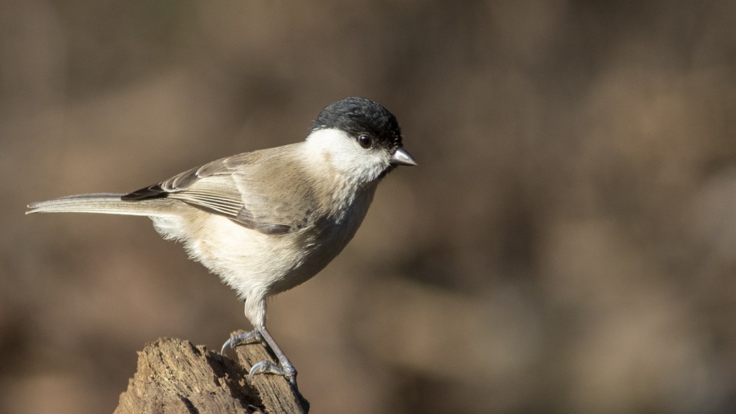 Marsh Tit