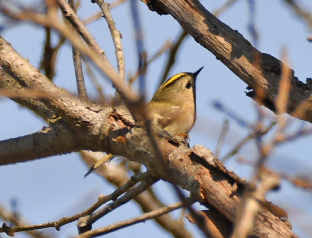 Goldcrest