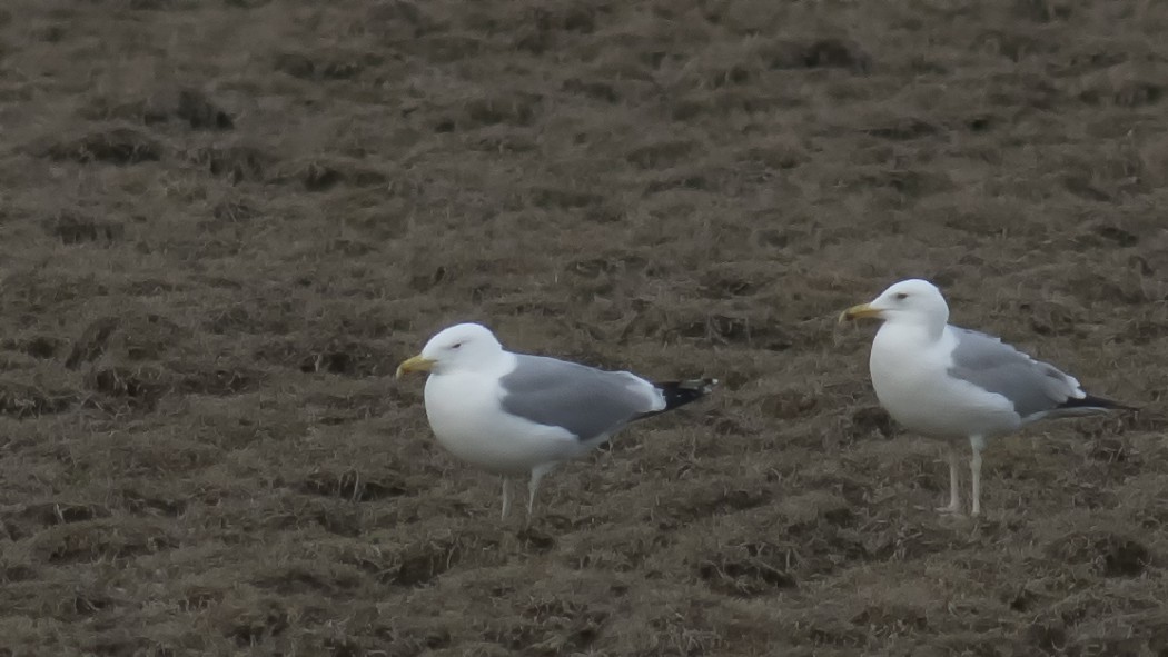 Caspian Gull