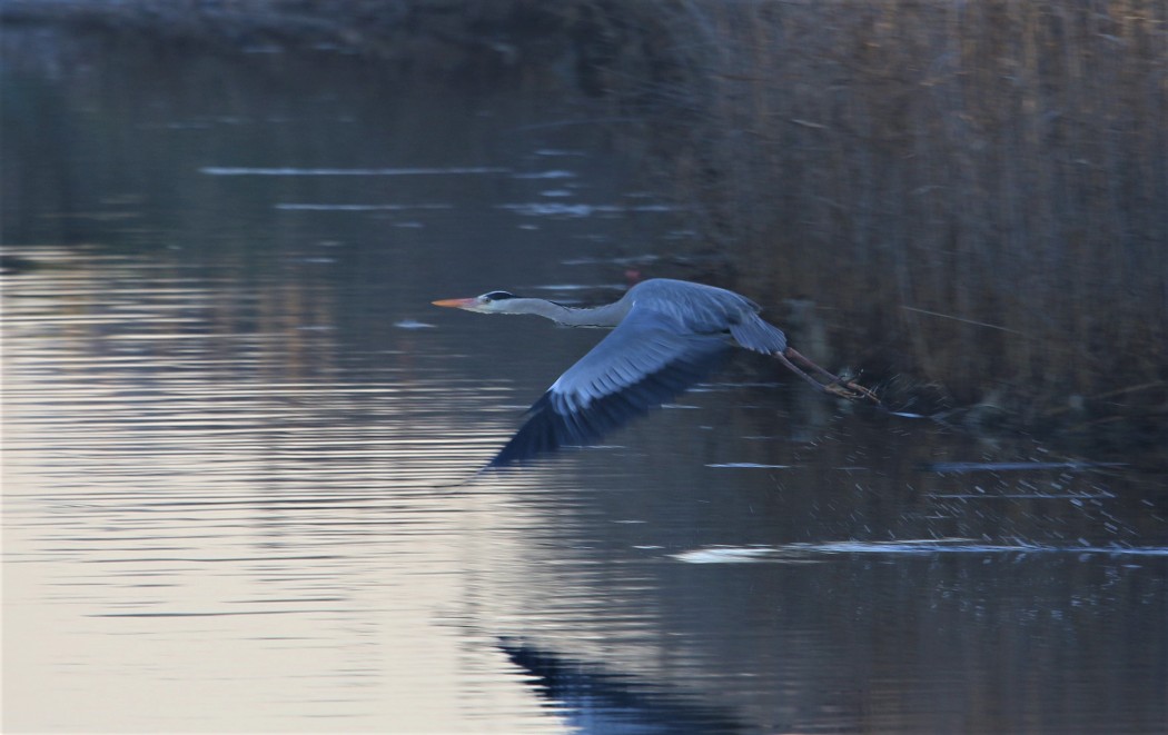 Grey Heron