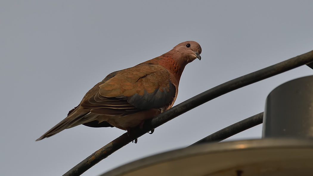 Laughing Dove