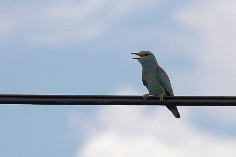 European Roller