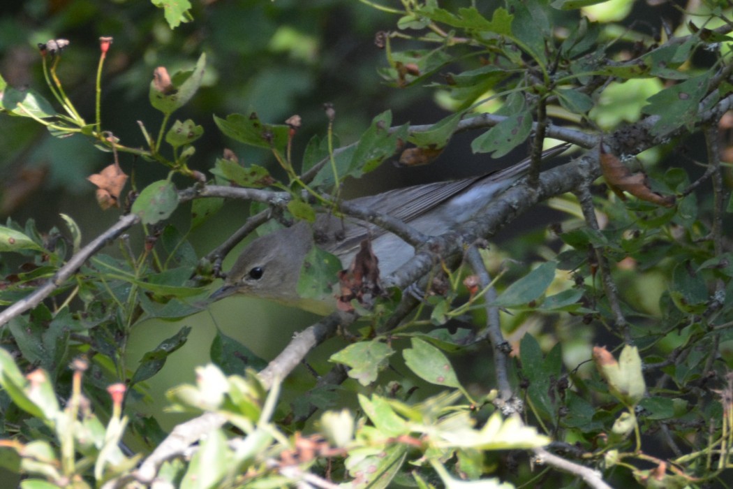 Garden Warbler