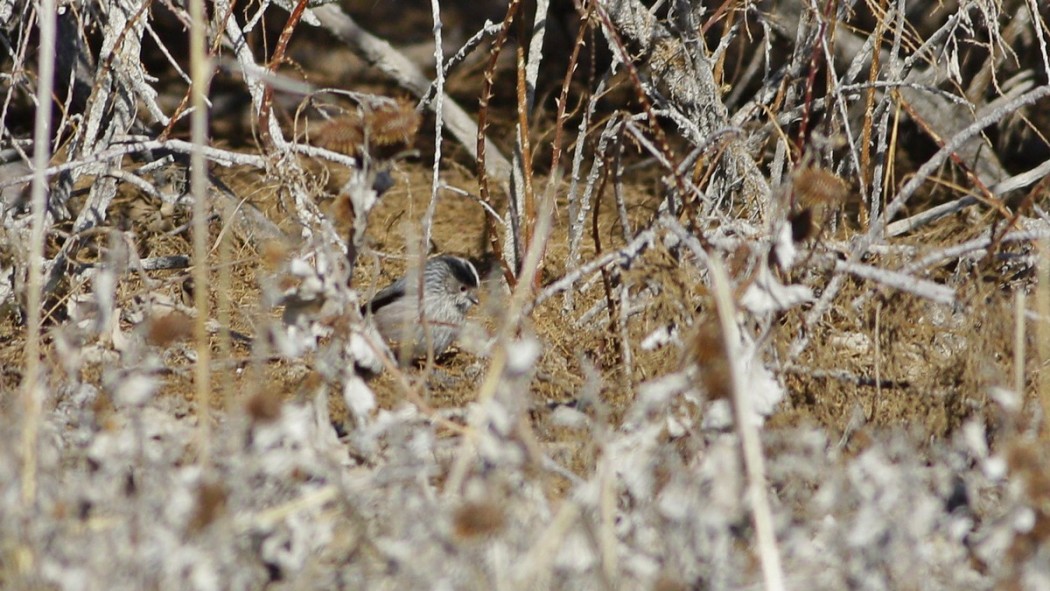 Long-tailed Tit