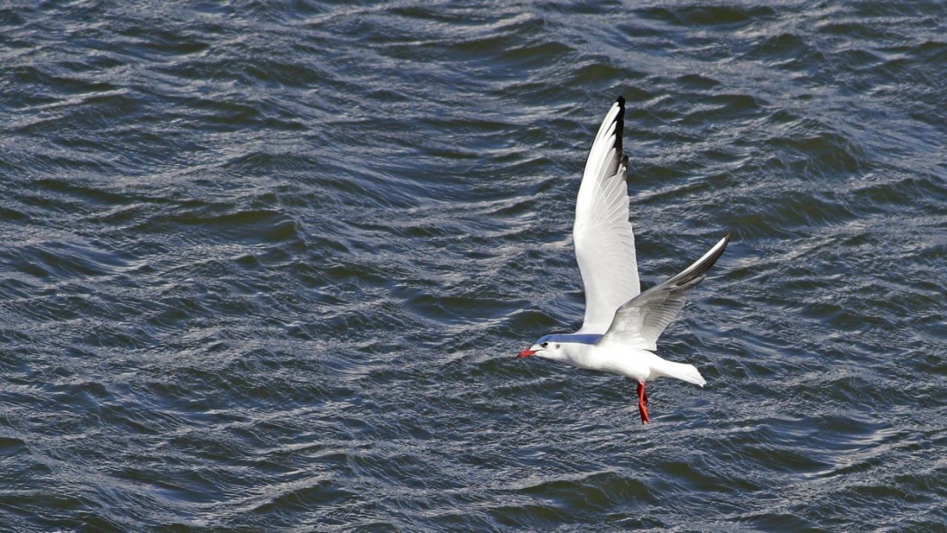 Black-headed Gull