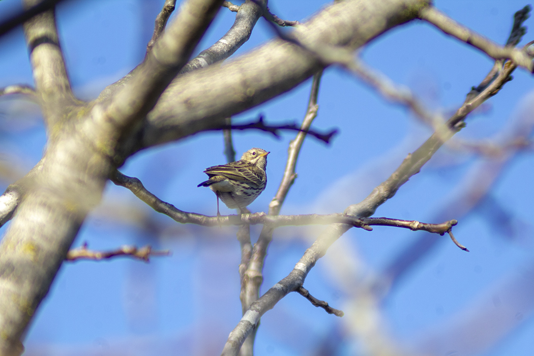 Meadow Pipit