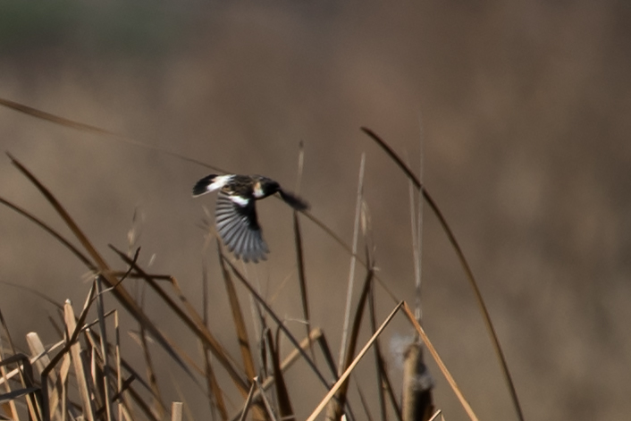 Siberian Stonechat