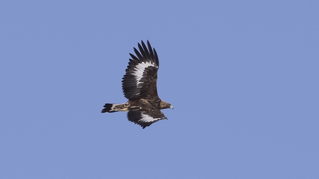 Golden Eagle