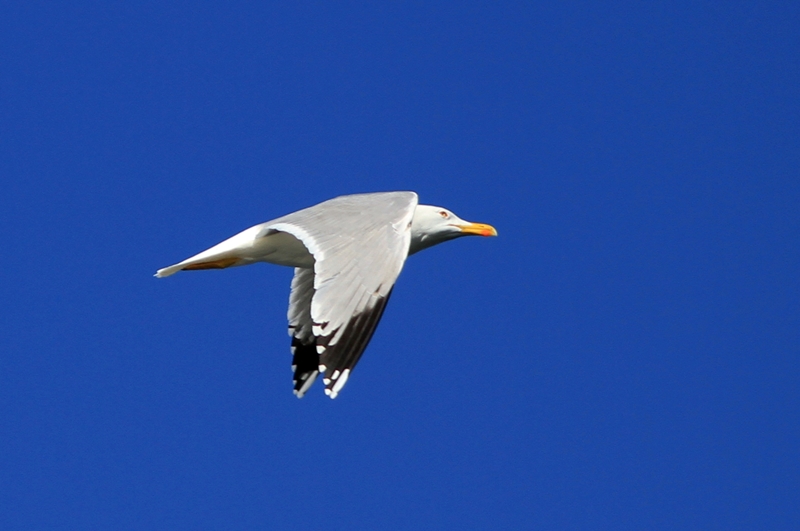 Yellow-legged Gull