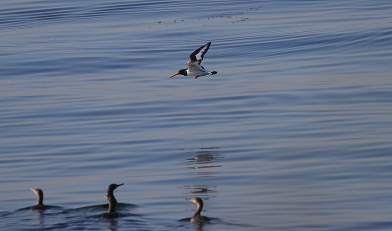 Eurasian Oystercatcher