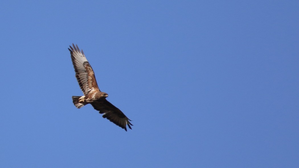 Common Buzzard