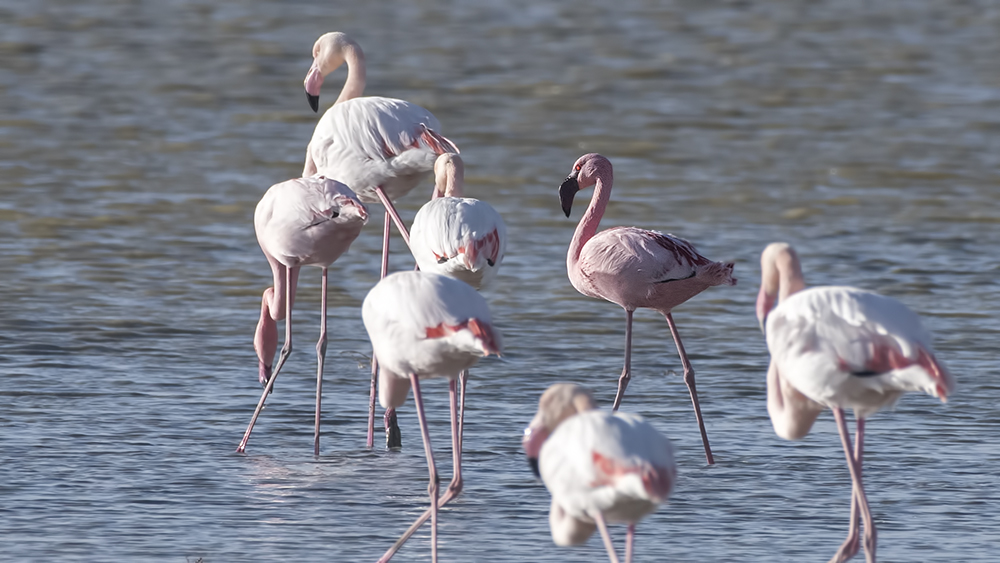 Küçük Flamingo