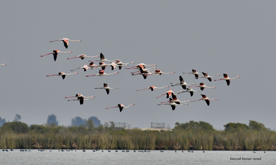 Flamingo