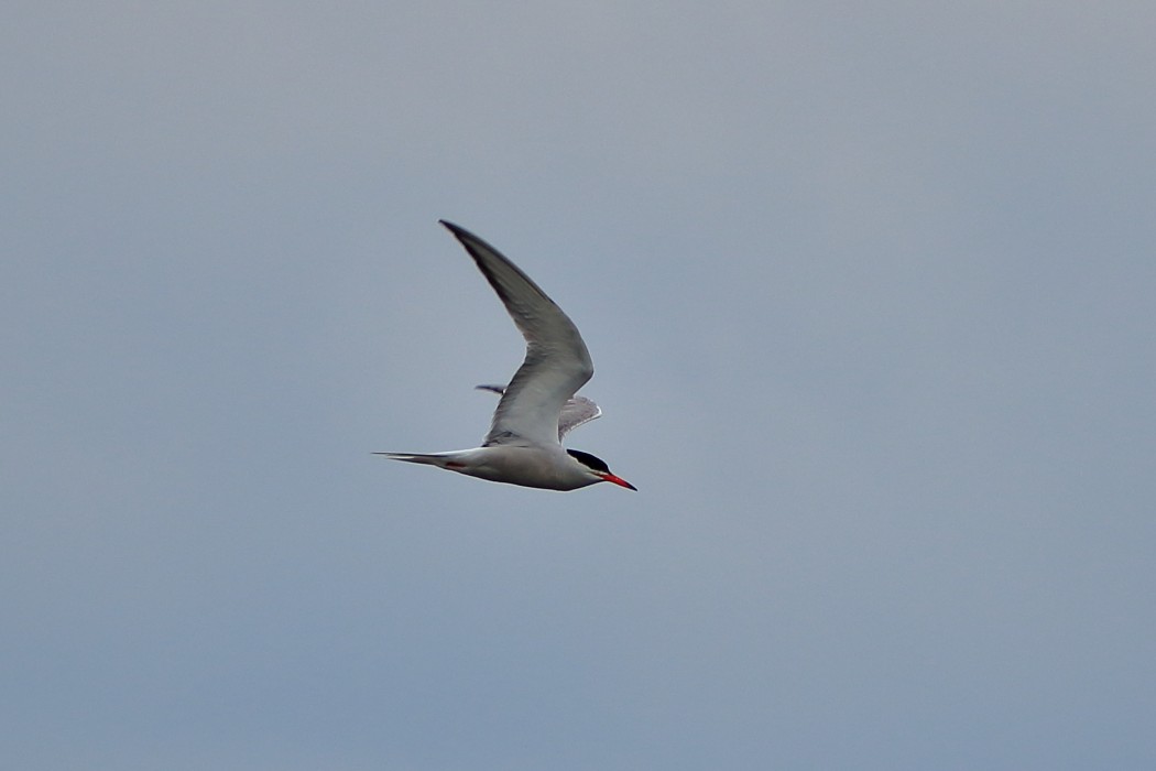 Common Tern
