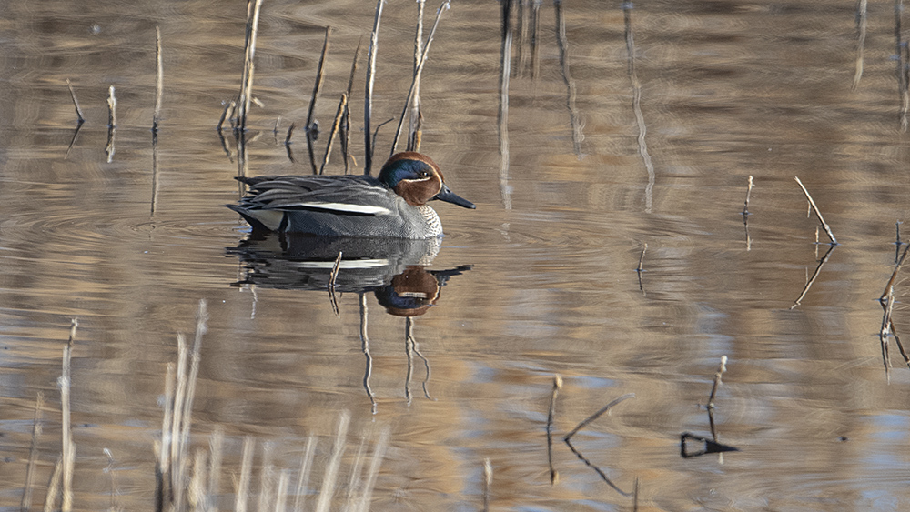 Eurasian Teal