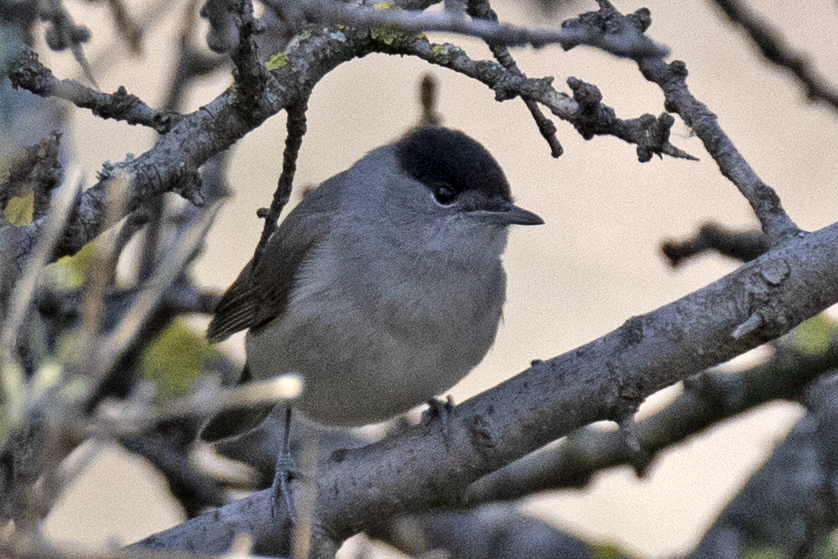 Eurasian Blackcap
