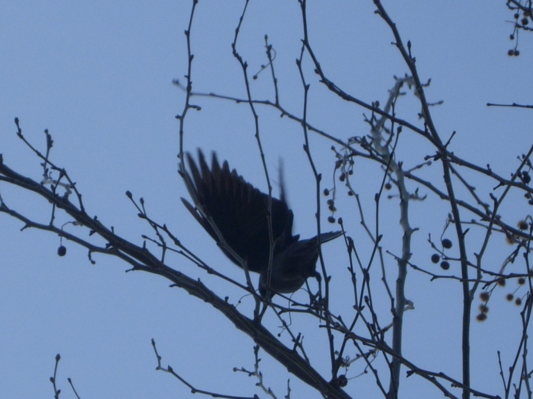 Western Jackdaw