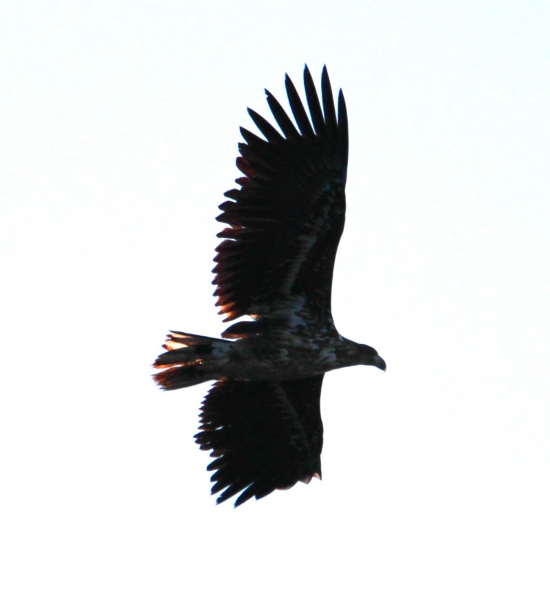 Akkuyruklu kartal