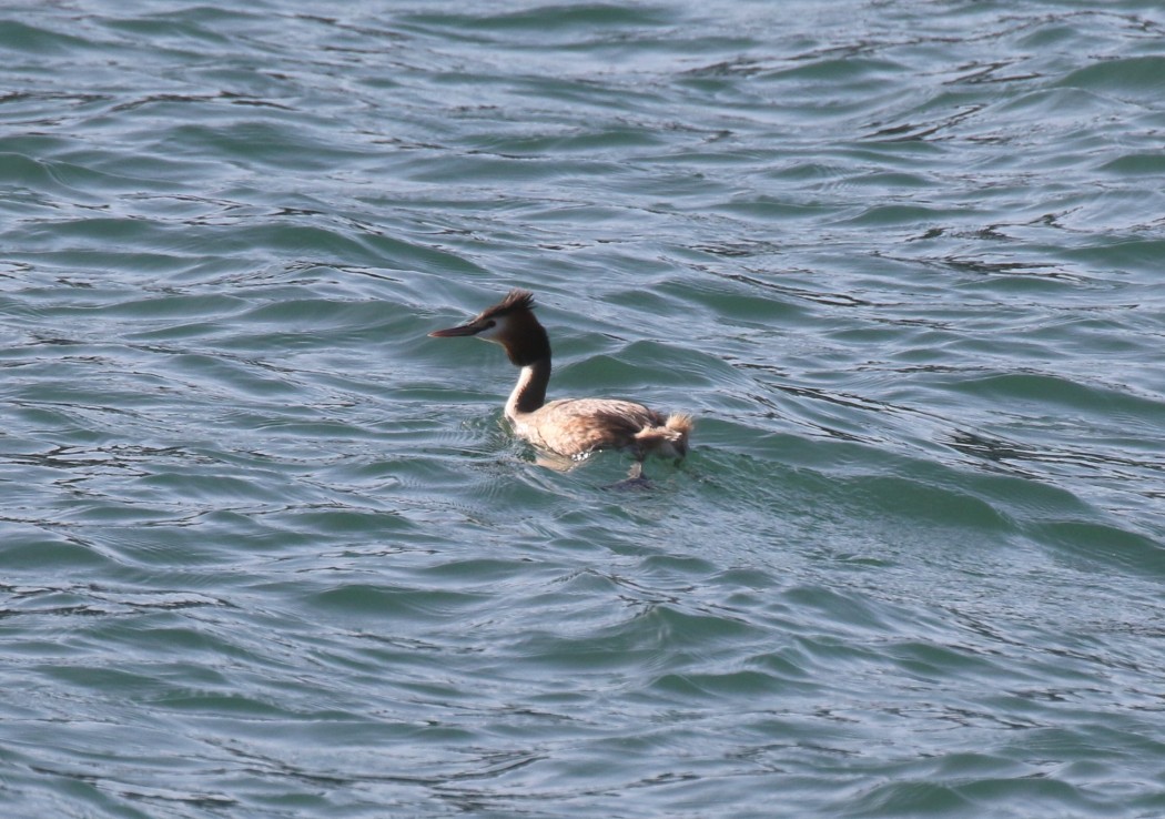 Great Crested Grebe