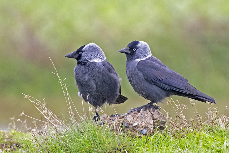 Western Jackdaw