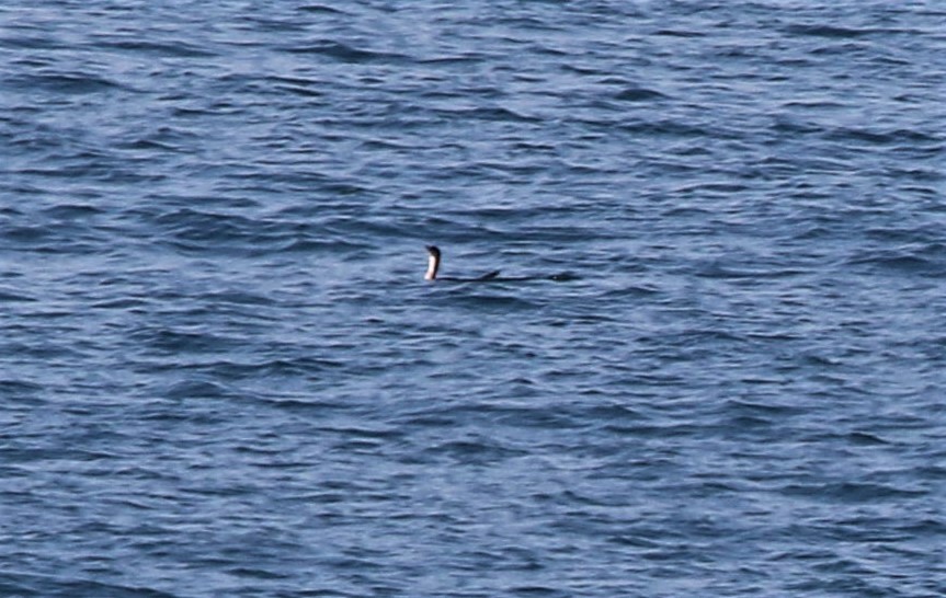 Black-throated Loon