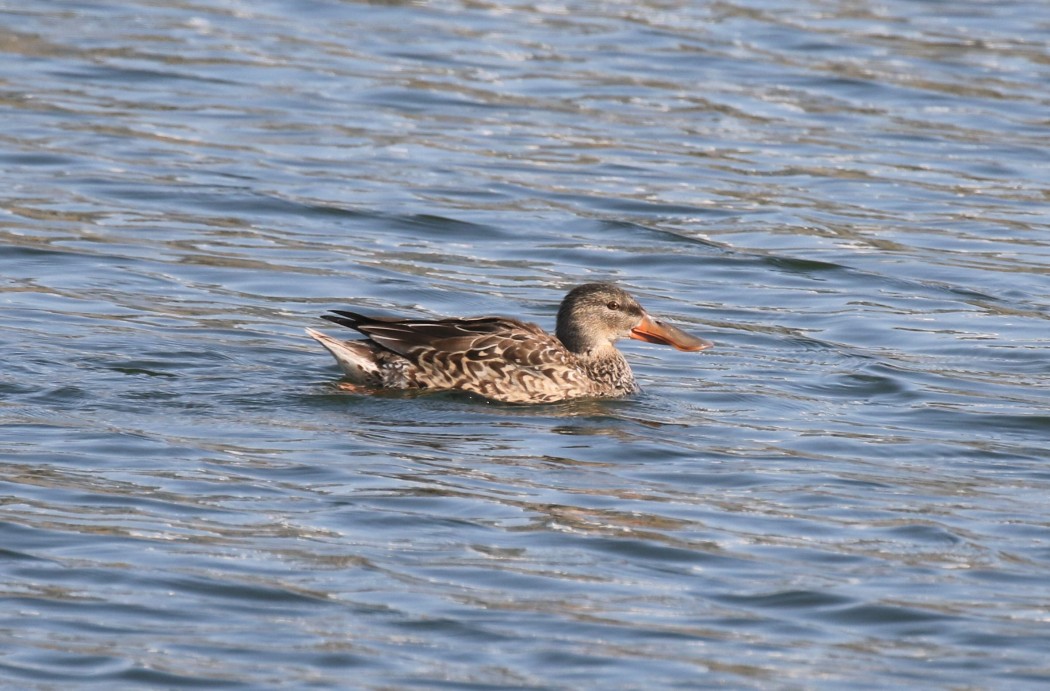 Northern Shoveler