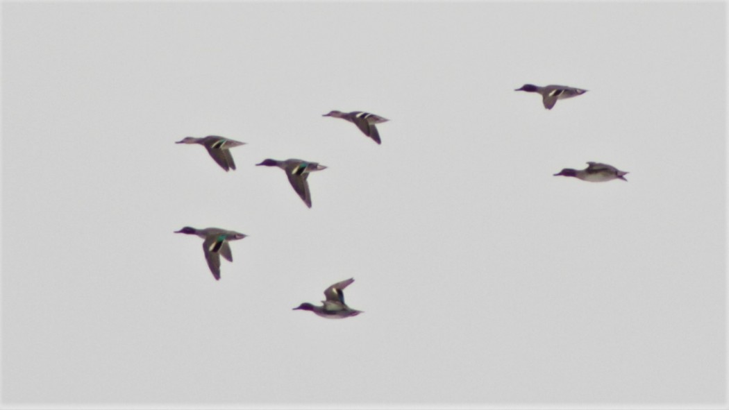 Eurasian Teal