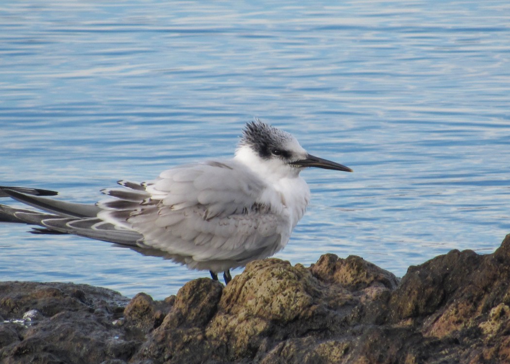 Sandwich Tern