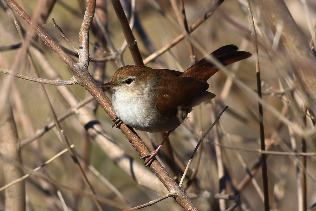 Cetti`s Warbler