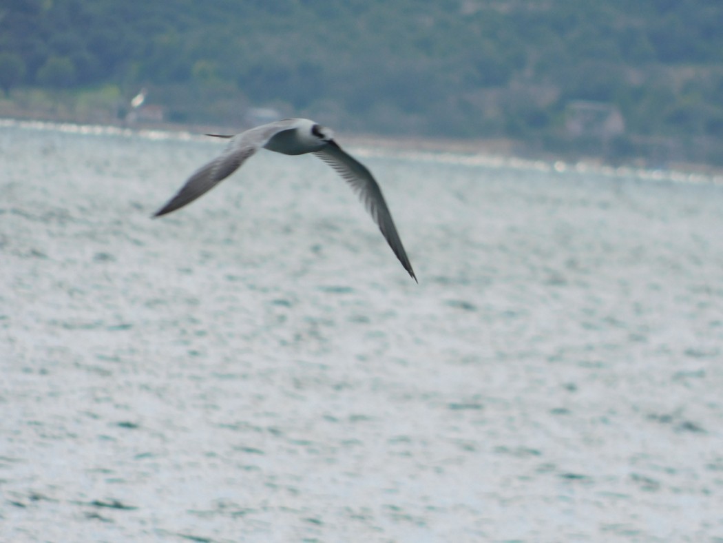 Sandwich Tern