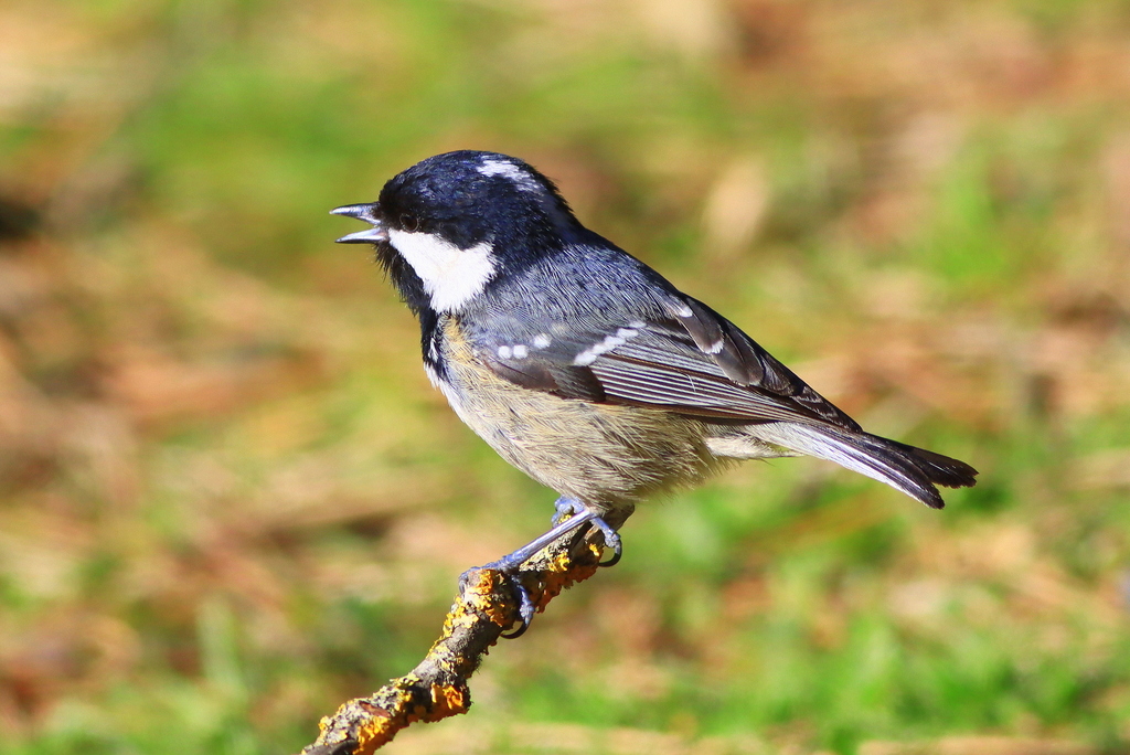 Coal Tit