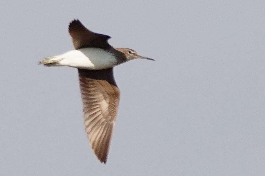 Green Sandpiper