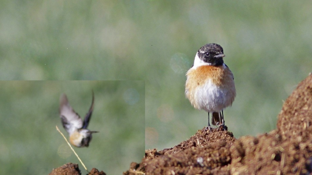 Siberian Stonechat